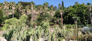 Jardins de Mossen Costa i Llobera Barcelona — cactus garden on Montjuic hero view