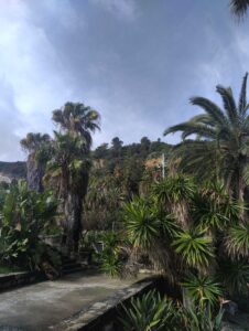 Palm trees and stairs at Jardins de Mossen Costa i Llobera Barcelona